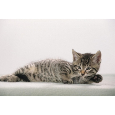 Läufer Schreibunterlage Katze grau, 400 x 530 mm (EAN: 4006677465926)