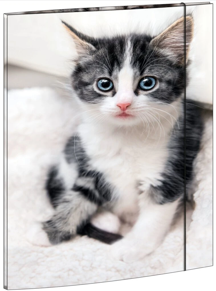 RNK Verlag Zeichnungsmappe "Katze", DIN A3 (EAN: 4002871453318)
